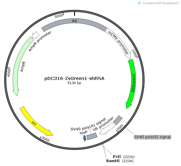 908ddd67b3764ccadee6a73ff6d20c55_pdc316-zsgreen1-shrna_map_itok=GLcDeP_m.png