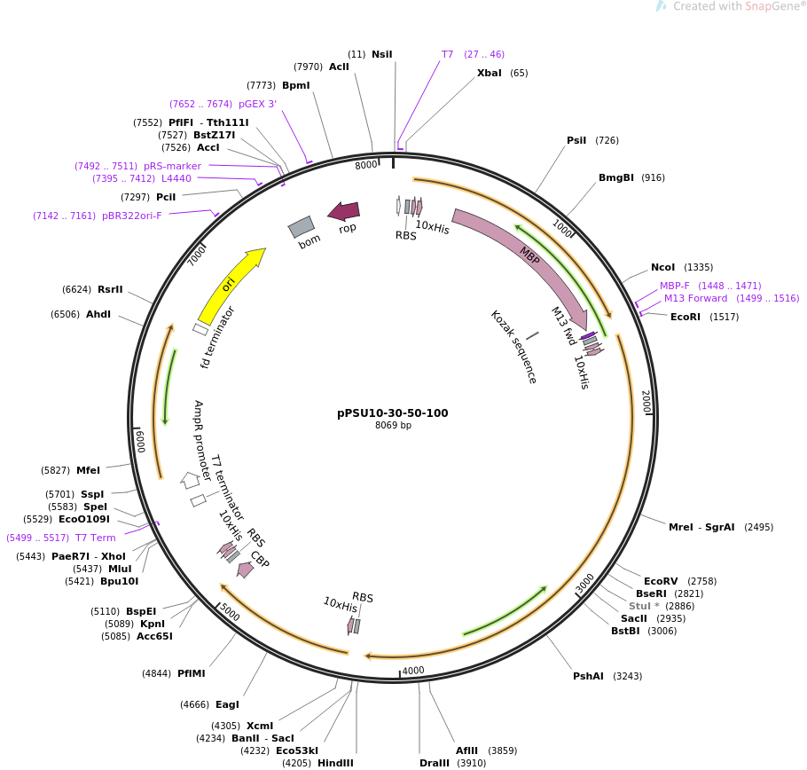 f7099134d4db610e83ac56fe571a436a_addgene-plasmid-173838-sequence-339996-map.png