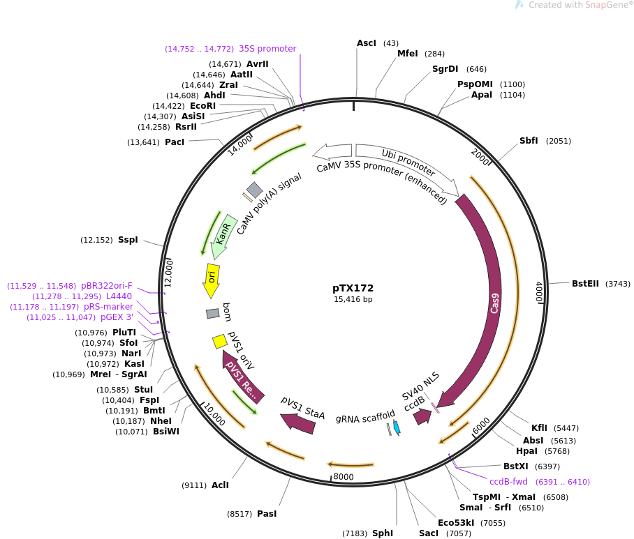 b01710c38f30a4057e8042b83abd7f9a_addgene-plasmid-89259-sequence-177832-map.png