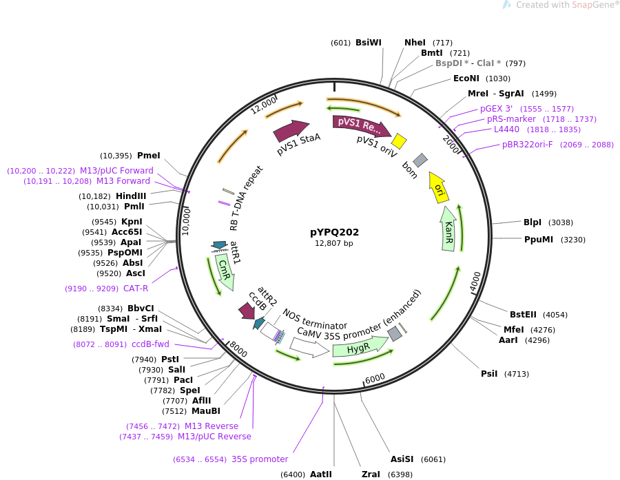 623236a7fb2050b55749a036924a4b43_addgene-plasmid-86198-sequence-174281-map.png