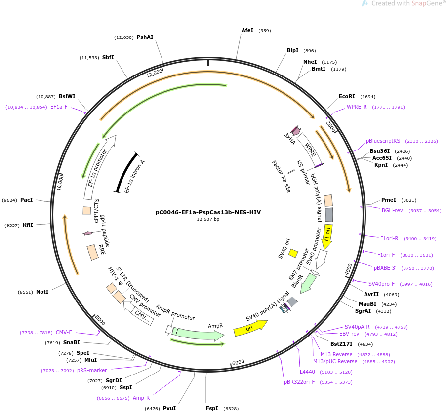 562ac1d312a309c78bd5c0d2dbf44a9d_addgene-plasmid-103862-sequence-372951-map.png