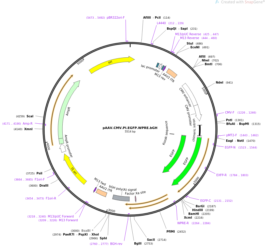 1c4e34215fbf1c5665eca1d0aa530842_addgene-plasmid-105530-sequence-354434-map.png