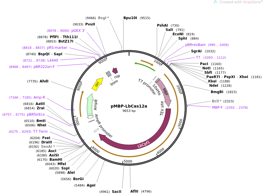 2613e18e655a87c18566b97de3cc8adc_addgene-plasmid-113431-sequence-334280-map.png